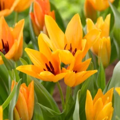 Tulip Praestans 'Shogun' 13 Tulip Praestans 'Shogun' -UK Garden Plants Shop tulip shogun 2 c4b06167 5602 46b1 ac3a 911cf842d393 scaled