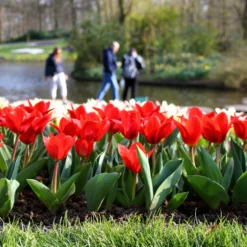 Tulip 'Showwinner' -UK Garden Plants Shop tulip showwinner 10
