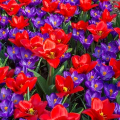 Tulip 'Showwinner' -UK Garden Plants Shop tulip showwinner 3