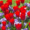 Tulip 'Showwinner' -UK Garden Plants Shop tulip showwinner 4