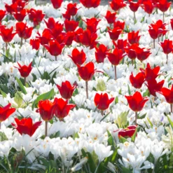 Tulip 'Showwinner' -UK Garden Plants Shop tulip showwinner 6