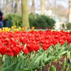 Tulip 'Showwinner' -UK Garden Plants Shop tulip showwinner 7