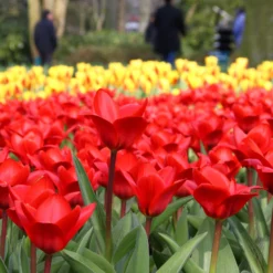 Tulip 'Showwinner' -UK Garden Plants Shop tulip showwinner 8