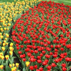 Tulip 'Showwinner' -UK Garden Plants Shop tulip showwinner 9