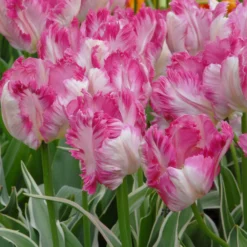 Tulip 'Silver Parrot' -UK Garden Plants Shop tulip silver parrot 2