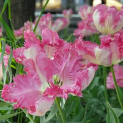 Tulip 'Silver Parrot' -UK Garden Plants Shop tulip silver parrot 3