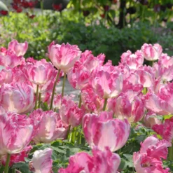 Tulip 'Silver Parrot' -UK Garden Plants Shop tulip silver parrot 4