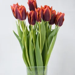 Tulip 'Slawa' -UK Garden Plants Shop tulip slawa 2