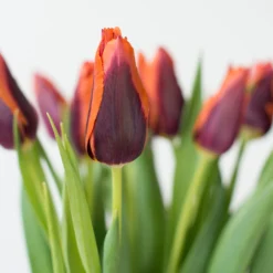 Tulip 'Slawa' -UK Garden Plants Shop tulip slawa 3