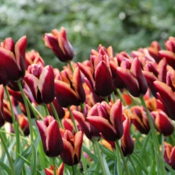Tulip 'Slawa' -UK Garden Plants Shop tulip slawa 3 edb2228f 32b9 41e6 bf13 487c8ac45485