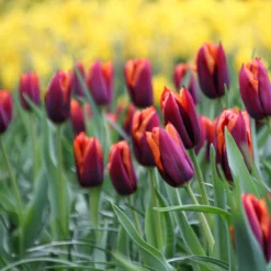 Tulip 'Slawa' -UK Garden Plants Shop tulip slawa 5