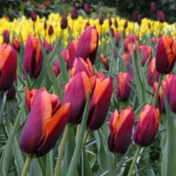 Tulip 'Slawa' -UK Garden Plants Shop tulip slawa 7