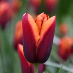 Tulip 'Slawa' -UK Garden Plants Shop tulip slawa 9