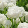 Tulip 'Snow Crystal' -UK Garden Plants Shop tulip snow crystal 1