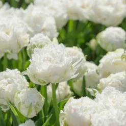 Tulip 'Snow Crystal' -UK Garden Plants Shop tulip snow crystal 2