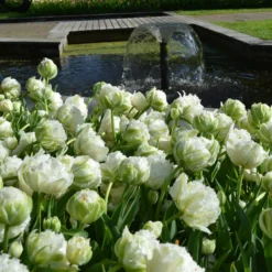 Tulip 'Snow Crystal' -UK Garden Plants Shop tulip snow crystal 3