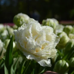 Tulip 'Snow Crystal' -UK Garden Plants Shop tulip snow crystal 4