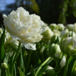 Tulip 'Snow Crystal' -UK Garden Plants Shop tulip snow crystal 5
