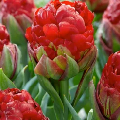 Tulip Collection 'Sorbetto' -UK Garden Plants Shop tulip sorbetto 1