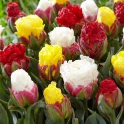 Tulip Collection 'Sorbetto' -UK Garden Plants Shop tulip sorbetto 2 0a2bc020 e111 4bcf a55e 638351cc790e scaled