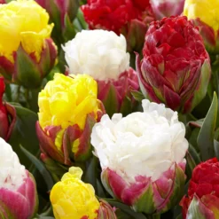 Tulip Collection 'Sorbetto'