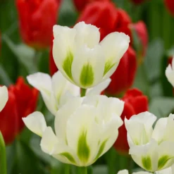 Tulip 'Spring Green' -UK Garden Plants Shop tulip spring green 1