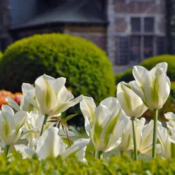 Tulip 'Spring Green' -UK Garden Plants Shop tulip spring green 3