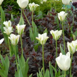 Tulip 'Spring Green' -UK Garden Plants Shop tulip spring green 4