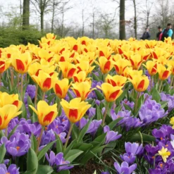 Tulip 'Stresa' -UK Garden Plants Shop tulip stresa 1