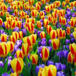 Tulip 'Stresa' -UK Garden Plants Shop tulip stresa 10