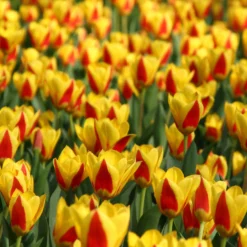 Tulip 'Stresa' -UK Garden Plants Shop tulip stresa 12