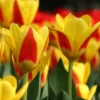 Tulip 'Stresa' -UK Garden Plants Shop tulip stresa 14