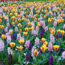 Tulip 'Stresa' -UK Garden Plants Shop tulip stresa 2