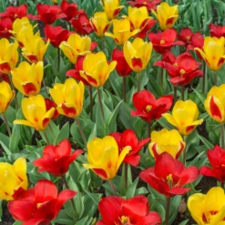 Tulip 'Stresa' -UK Garden Plants Shop tulip stresa 3