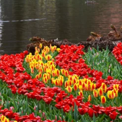 Tulip 'Stresa' -UK Garden Plants Shop tulip stresa 4