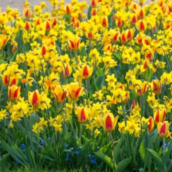 Tulip 'Stresa' -UK Garden Plants Shop tulip stresa 7