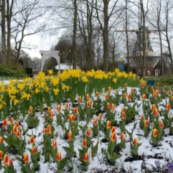 Tulip 'Stresa' -UK Garden Plants Shop tulip stresa 9