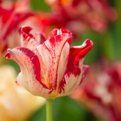 Tulip 'Striped Crown' 17 Tulip 'Striped Crown' -UK Garden Plants Shop tulip striped crown 1 scaled