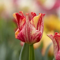 Tulip 'Striped Crown' 25 Tulip 'Striped Crown' -UK Garden Plants Shop tulip striped crown 10