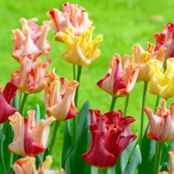 Tulip 'Striped Crown' 16 Tulip 'Striped Crown' -UK Garden Plants Shop tulip striped crown 2 scaled
