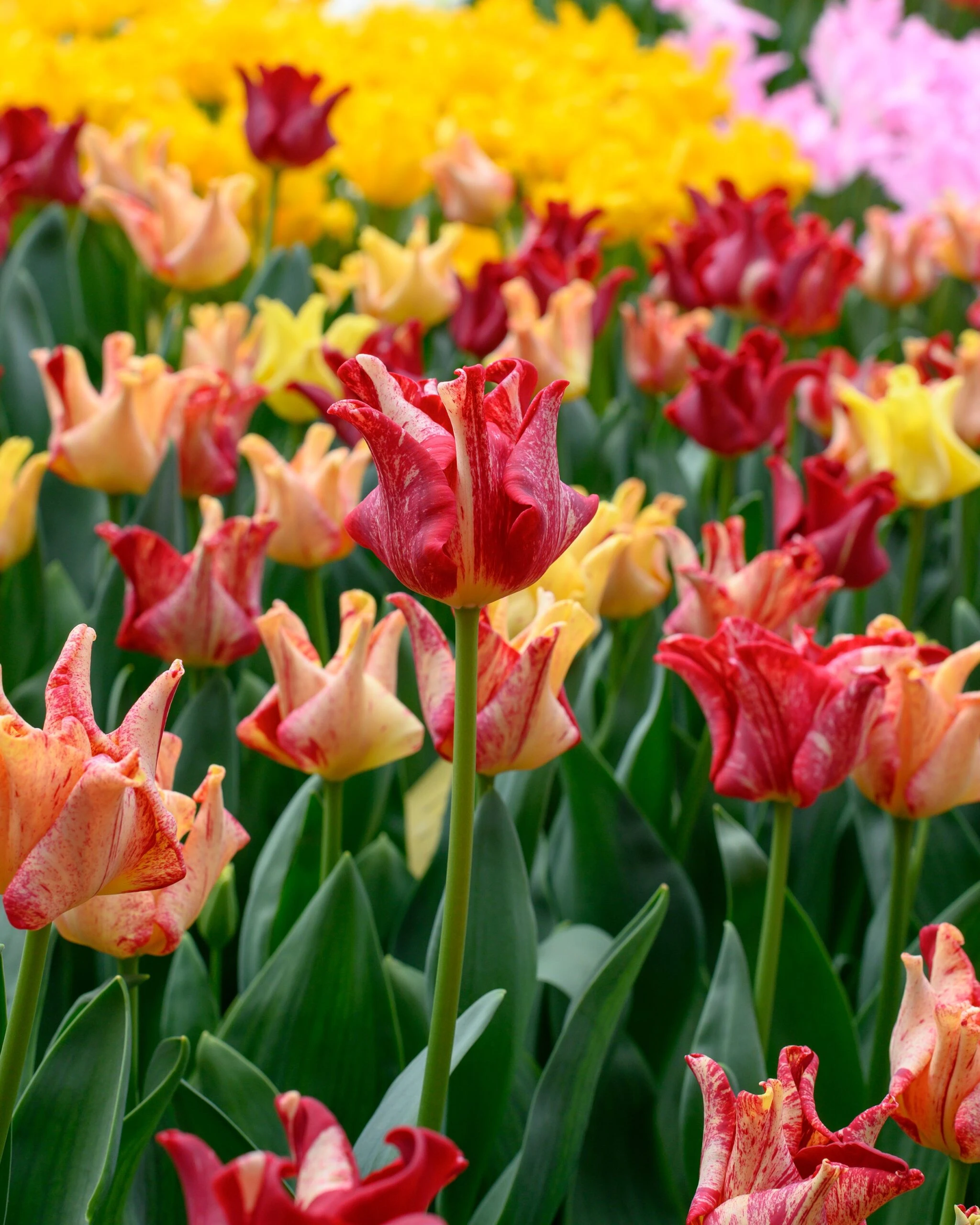 Tulip 'Striped Crown' 4 Tulip 'Striped Crown' - Image 2