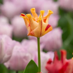 Tulip 'Striped Crown' 19 Tulip 'Striped Crown' -UK Garden Plants Shop tulip striped crown 4 scaled