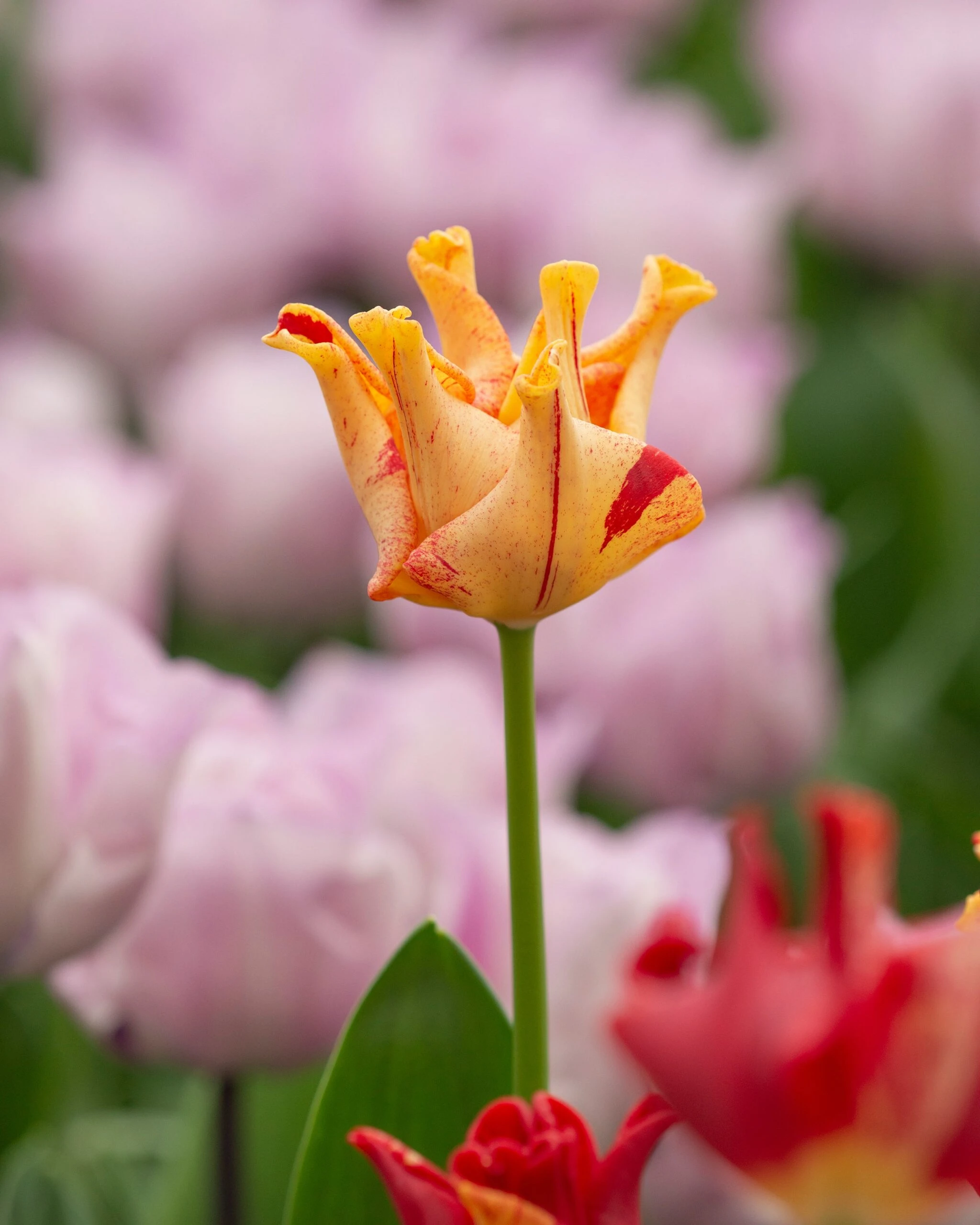 Tulip 'Striped Crown' 8 Tulip 'Striped Crown' - Image 6