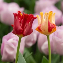 Tulip 'Striped Crown' 18 Tulip 'Striped Crown' -UK Garden Plants Shop tulip striped crown 5 scaled