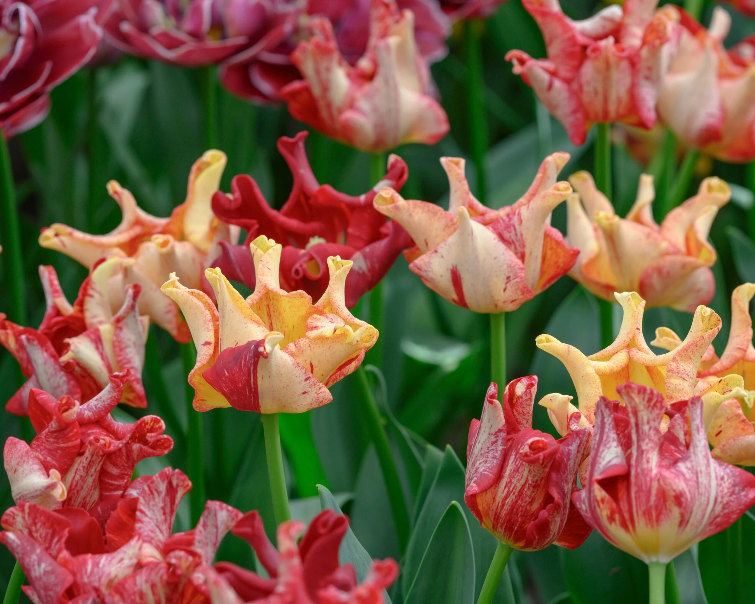 Tulip 'Striped Crown' 9 Tulip 'Striped Crown' - Image 7