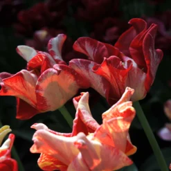 Tulip 'Striped Crown' 22 Tulip 'Striped Crown' -UK Garden Plants Shop tulip striped crown 7