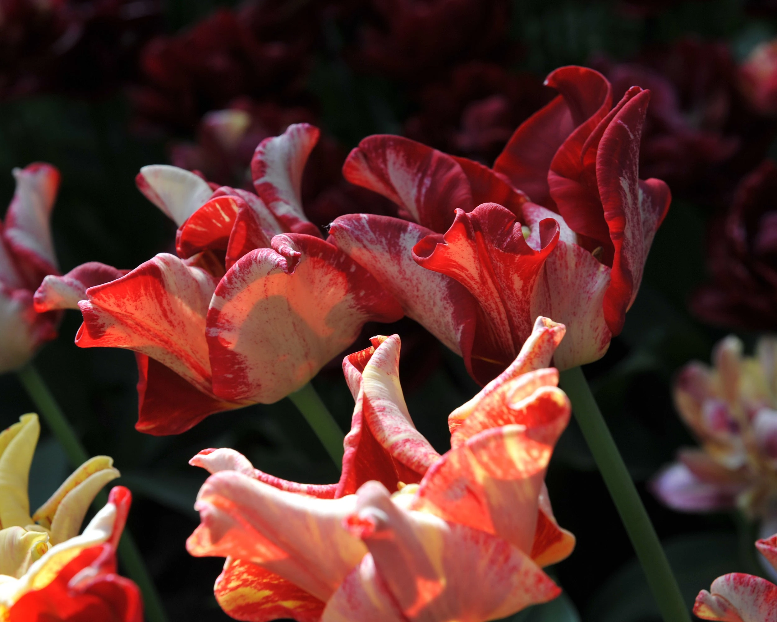 Tulip 'Striped Crown' 11 Tulip 'Striped Crown' - Image 9