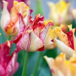 Tulip 'Striped Crown' 24 Tulip 'Striped Crown' -UK Garden Plants Shop tulip striped crown 9