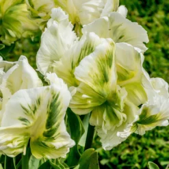 Tulip 'Super Parrot' 27 Tulip 'Super Parrot' -UK Garden Plants Shop tulip super parrot 1 scaled