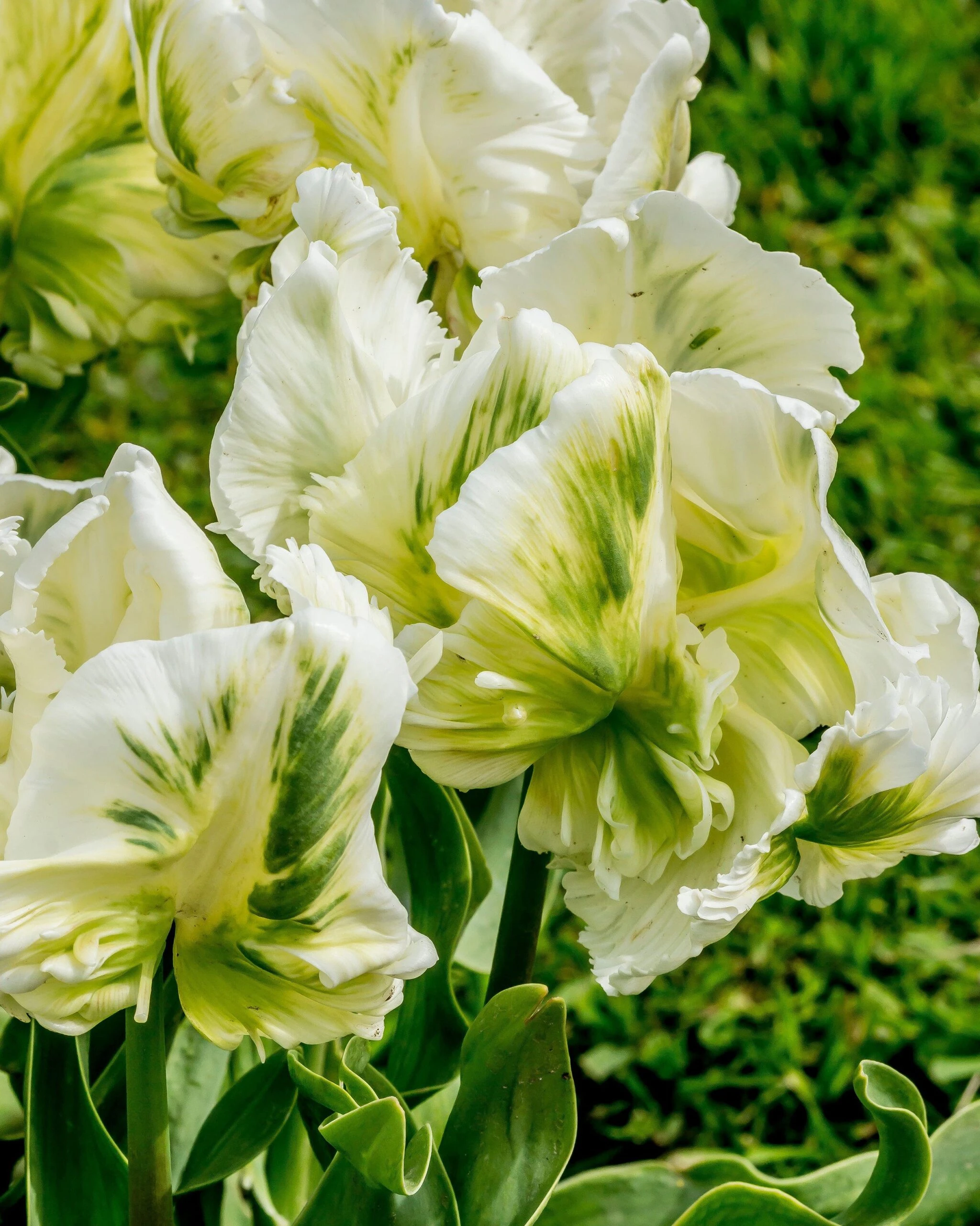 Tulip 'Super Parrot' 13 Tulip 'Super Parrot' - Image 11